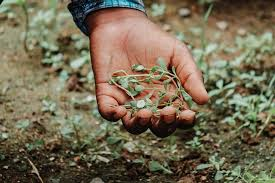 Hands_with_seedling